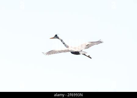 Nahaufnahme eines Blaureihers, der wegfliegt. Stockfoto