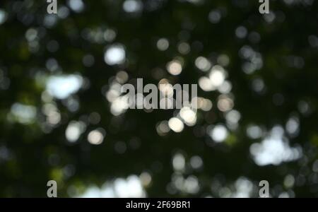 Natur Bokeh. Natürliche reserviert verschwommene Blätter, Pflanze, Baum abstrakte Textur Hintergrund. Niedriger Winkel, unter der Baumansicht, horizontaler Bildstil. Stockfoto