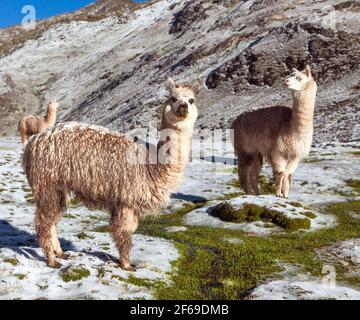 Lamas oder lama, Gruppe von Lamas auf Weideland, Anden, Peru Stockfoto