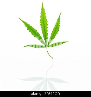 Grüne Cannabisblätter mit Reflektion isoliert auf weißem Hintergrund. Marihuana Hanf .(Cannabis sativa oder Cannabis indica) Stockfoto