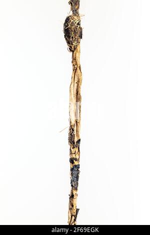 16 Wochen alter Platinum Golden Retriever Welpe verschluckt und übergeben diese 5'10' Tuch Schärpe, oder Gürtel Stockfoto