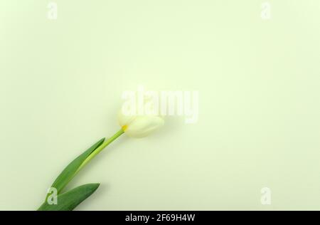 Frische weiße Tulpe Blume flach legen auf hellgrauen, weißen abstrakten Textur Papier Hintergrund. Draufsicht, horizontal, minimaler Bildstil. Freier Speicherplatz. Stockfoto