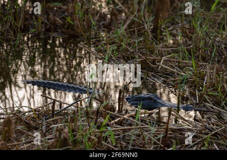 Alligator sitzt im Schilf bei Sonnenaufgang entlang der Anhinga Trail im Everglades National Park Stockfoto