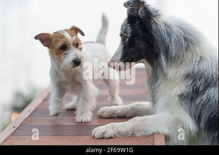 Der Border Collie und Jack Russell Terrier kommen miteinander aus Stockfoto