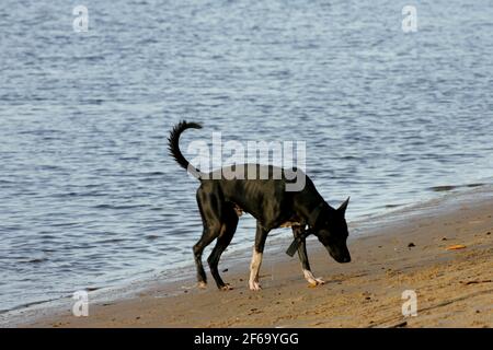 salvador, bahia / brasilien - 25. februar 2011: Hund ist am Strand Sand in der Stadt Salvador gesehen. *** Ortsüberschrift *** . Stockfoto