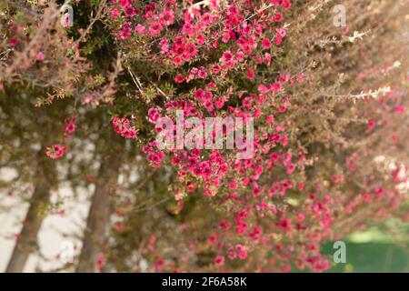 Manuka Bäume, Leptospermum Scoparium (Teebaum) in Blüte. Zweig mit schönen kleinen rosa Blüten aus nächster Nähe Stockfoto