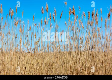 Goldfarbenes Gras an einem blauen Himmel Stockfoto