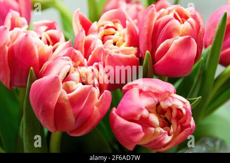 Bund frischer, eleganter rosa Tulpen in der transparenten Kristallvase. Blumen und Kräuter Hintergründe und Kulissen. Frauen und Mütter Tag Hintergründe Stockfoto