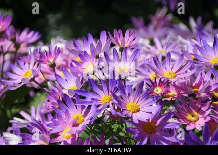 Die hellviolette Farbe der Hybrid Cineraria blüht 'Sunsenegonana', auch bekannt als Pericallis Senetti Magic Salmon Stockfoto