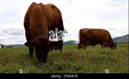 Eunapolis, bahia / brasilien - 28. märz 2008: Rinder werden auf einem Bauernhof in der Stadt Eunapolis gesehen. *** Ortsüberschrift *** . Stockfoto