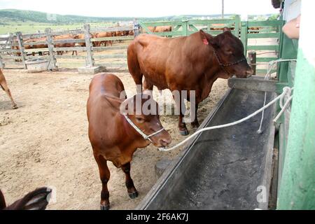 Eunapolis, bahia / brasilien - 28. märz 2008: Rinder werden auf einem Bauernhof in der Stadt Eunapolis gesehen. *** Ortsüberschrift *** . Stockfoto