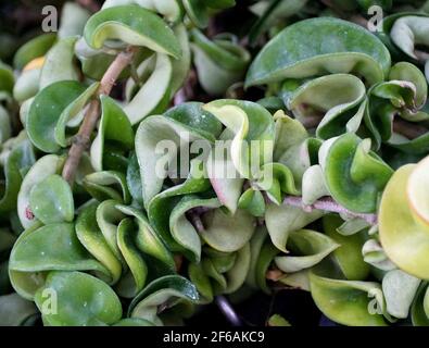 Die lockigen Blätter der hinduistischen Seilpflanze, auch bekannt als Hoya Carnosa Stockfoto