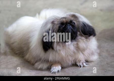 Pekingese Welpen auf einer Hundeausstellung Stockfoto