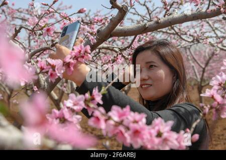 Jinan, Chinas Provinz Shandong. März 2021, 30th. Ein Tourist macht Selfies mit Pfirsichblüten in Jinan, Ostchina Provinz Shandong, 30. März 2021. Quelle: Zhu Zheng/Xinhua/Alamy Live News Stockfoto