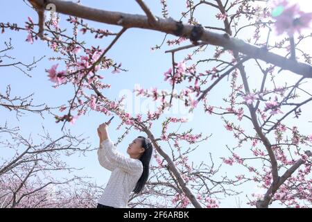 Jinan, Chinas Provinz Shandong. März 2021, 30th. Ein Tourist fotografiert Pfirsichblüten in Jinan, Ostchina Provinz Shandong, 30. März 2021. Quelle: Zhu Zheng/Xinhua/Alamy Live News Stockfoto