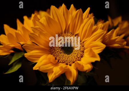 Ein Makrofoto einer Sonnenblume auf schwarzem Hintergrund Stockfoto