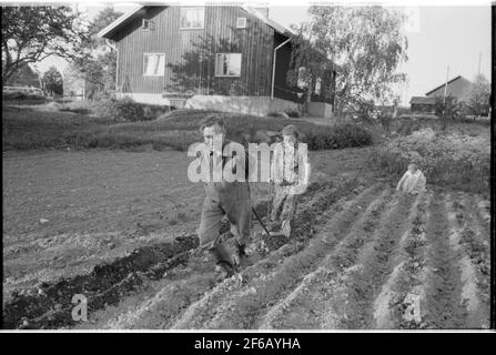 Ein TGOJ-Mitarbeiter zu Hause auf seinem Bauernhof mit seiner Familie am Handpflug. Die Verkehrsgesellschaft Grängesberg-Oxelösund Eisenbahnen. Stockfoto