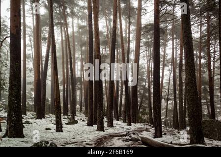 Weg durch einen goldenen Wald mit Nebel und warmem Licht. Schnee im Kiefernwald. Geheimnisvolle Szene Stockfoto