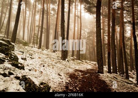 Weg durch einen goldenen Wald mit Nebel und warmem Licht. Schnee im Kiefernwald. Geheimnisvolle Szene Stockfoto