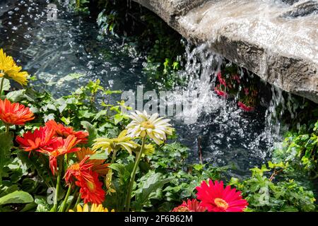 Nahaufnahme der wunderschönen Barberton Gänseblümchen-Blüte in Las Vegas, Nevada Stockfoto