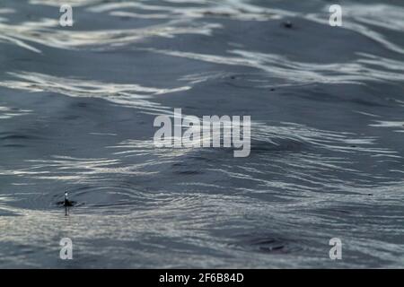 Ein Regentropfen unter dem Schwall. Wassertropfen fallen, hüpfen, auf einer Wasseroberfläche. Schwellung, Auftrieb, vorübergehende Bewegungen auf einer Süßwasseroberfläche. Stockfoto