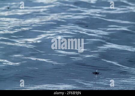 Wasseroberfläche, Muster, Formen, geschaffen, geformt, Bilden, entwickeln, aus kontinuierlichen, fortlaufenden, fallenden Regentropfen auf einer blau fließenden Flußoberfläche. Stockfoto