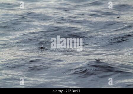 Wassertropfen fallen, hüpfen, auf einer Wasseroberfläche. Schwellung, Auftrieb, vorübergehende Bewegungen auf einer Süßwasserflußoberfläche. Texturen Seitenbeleuchtung. Stockfoto