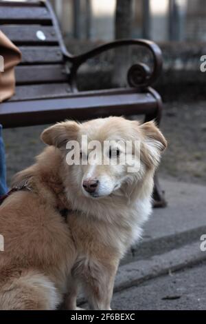 Porträt eines älteren Hundes Mestizo labrador für einen Spaziergang in einem Geschirr und Leine im Park. Weichfokus. Unscharfer Hintergrund Stockfoto