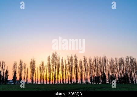 Weitwinkelansicht des Sonnenaufgangs hinter einer Reihe von blattlosen Bäumen am Horizont unten im Bild, mit klarem Himmel dahinter, der von rot nach gelb und dann nach blau über wechselt. Stockfoto