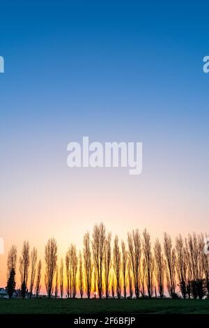 Weitwinkelansicht des Sonnenaufgangs hinter einer Reihe von blattlosen Bäumen am Horizont unten im Bild, mit klarem Himmel dahinter, der von rot nach gelb und dann nach blau über wechselt. Stockfoto