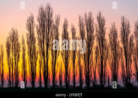 Morgenhimmel hinter einer Reihe von blattlosen Bäumen am Horizont unten im Bild, mit klarem Himmel dahinter, der von rot zu gelb, zu blau wechselt. Stockfoto