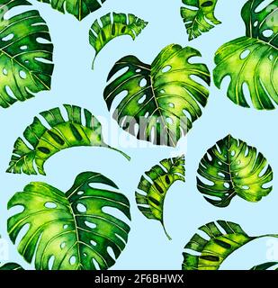 Nahtloses Muster von Blättern Monstera. Tropische Palmenblätter auf hellblauem Hintergrund. Hintergrund. Stockfoto