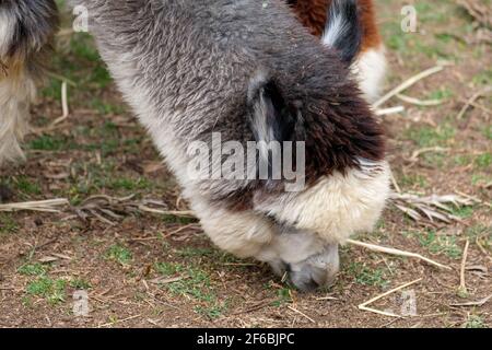 Mountview Alpaca Farm Stockfoto