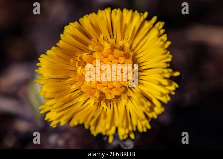 Coltsfoot Blumen im Wald Stockfoto