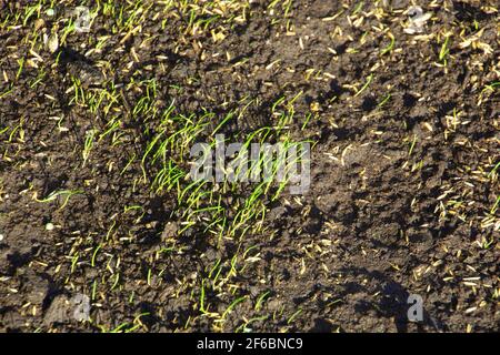 Sprouted Grass und neue gesät Grassamen im Frühjahr So Stockfoto