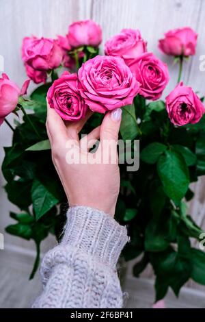 Urlaubskonzept, Strauß Rosen zum Geburtstag, Valentinstag Mütter Frauentag, Blumenstrauß am Morgen. Pfingstrosen mit weiblicher Hand. Zart Stockfoto