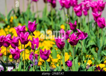 Schöne China rosa Tulpe auf Blumenbeet im Garten. Stockfoto