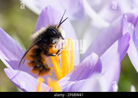 Gehörende Mauerbiene, Männchen beim Blütenbesuch auf Krokus, Bestätigung, Osmia cornuta, Europäische Obstbiene, Obstbiene, Haingesichtige Biene, männlich, L’osmi Stockfoto