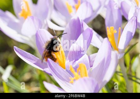 Gehörende Mauerbiene, Männchen beim Blütenbesuch auf Krokus, Bestätigung, Osmia cornuta, Europäische Obstbiene, Obstbiene, Haingesichtige Biene, männlich, L’osmi Stockfoto