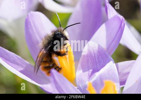 Gehörende Mauerbiene, Männchen beim Blütenbesuch auf Krokus, Bestätigung, Osmia cornuta, Europäische Obstbiene, Obstbiene, Haingesichtige Biene, männlich, L’osmi Stockfoto