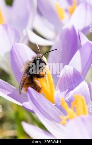 Gehörende Mauerbiene, Männchen beim Blütenbesuch auf Krokus, Bestätigung, Osmia cornuta, Europäische Obstbiene, Obstbiene, Haingesichtige Biene, männlich, L’osmi Stockfoto