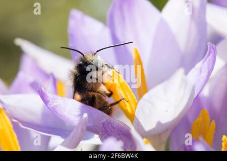 Gehörende Mauerbiene, Männchen beim Blütenbesuch auf Krokus, Bestätigung, Osmia cornuta, Europäische Obstbiene, Obstbiene, Haingesichtige Biene, männlich, L’osmi Stockfoto