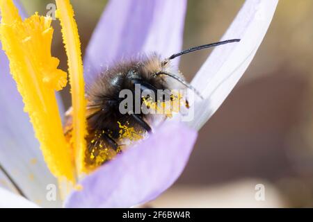 Gehörende Mauerbiene, Männchen beim Blütenbesuch auf Krokus, Bestätigung, Osmia cornuta, Europäische Obstbiene, Obstbiene, Haingesichtige Biene, männlich, L’osmi Stockfoto