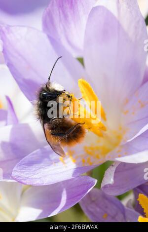 Gehörende Mauerbiene, Männchen beim Blütenbesuch auf Krokus, Bestätigung, Osmia cornuta, Europäische Obstbiene, Obstbiene, Haingesichtige Biene, männlich, L’osmi Stockfoto