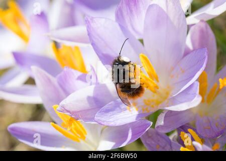 Gehörende Mauerbiene, Männchen beim Blütenbesuch auf Krokus, Bestätigung, Osmia cornuta, Europäische Obstbiene, Obstbiene, Haingesichtige Biene, männlich, L’osmi Stockfoto