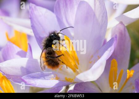 Gehörende Mauerbiene, Männchen beim Blütenbesuch auf Krokus, Bestätigung, Osmia cornuta, Europäische Obstbiene, Obstbiene, Haingesichtige Biene, männlich, L’osmi Stockfoto