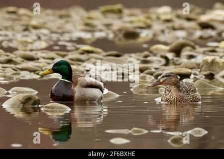 Mallard Enten zwischen den Steinen im Fluss. Ente mit drake in der gleichen Position. Vorderansicht, Nahaufnahme. Gattungsart Anas platyrhynchos. Stockfoto