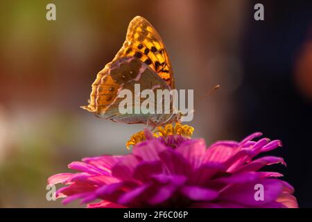 Der wunderschöne Schmetterling Vanessa sitzt auf einer leuchtend rosa Blume. Leuchtend orange Flügel leuchten im Sonnenlicht. Das Konzept von Sommer, Schwerelosigkeit. Ein Schmetterling Stockfoto