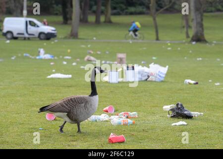 Birmingham, West Midlands, Großbritannien. 31. März 2021. Ein Meer von Müll wurde heute Morgen über den Cannon Hill Park gestreut, nachdem Dutzende Menschen bei den Rekordtemperaturen im März gestern zum Sonnenbaden kamen. Glasflaschen, Hippie-Crack-Gaskannister und BBQ's wurden auf dem Gras abgeladen. Eine Kanadische Gans wackelte fast ungläubig durch das herzzerreißende Chaos, was ihr Zuhause geworden ist. Auch die Abfallbehälter waren überfüllt mit Müll. PIC by Credit: Stop Press Media/Alamy Live News Stockfoto