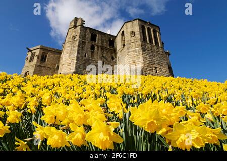 Narzissen blühen von Warkworth Castle in Northumberland, England. Die Blumen sind ein Hinweis auf die Ankunft des Frühlings. Stockfoto